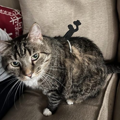Kedi Rodeosu